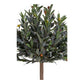Olivier - Arbre artificiel, vert H:12 cm