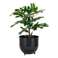 Figuier - Plante artificielle, vert H:6 cm