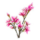 Magnolia Tree - Plante artificielle, rose H:74 cm